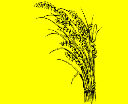 Illustration of wheat ears on a yellow background with space for textのイラスト素材