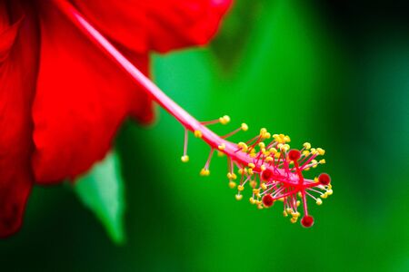 Red flower in the natureの素材