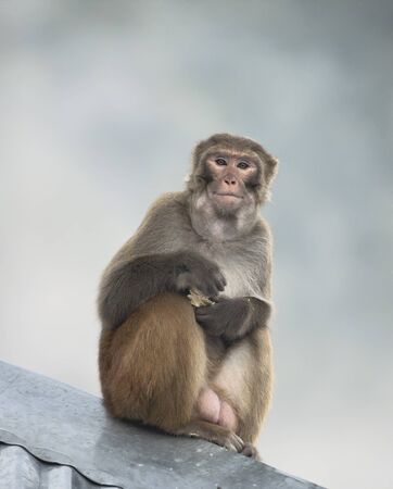 Rhesus Macaque male with cake in hands and food in cheeks in Northern India