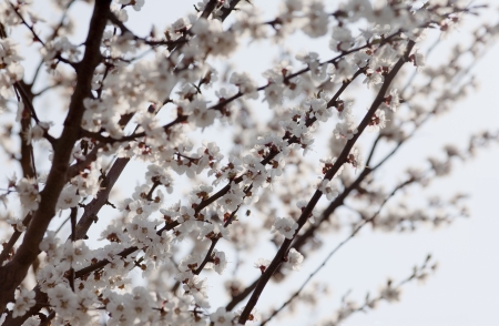 A branch of cherry tree blossoming in springの写真素材