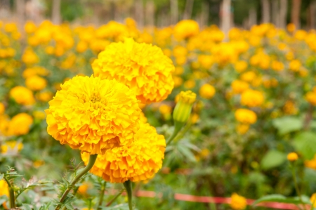Marigold flower gardenの写真素材
