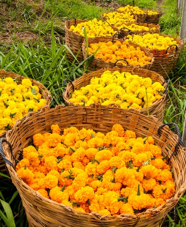 Closeup Cutting of yellow marigold flower in bamboo Basketの写真素材