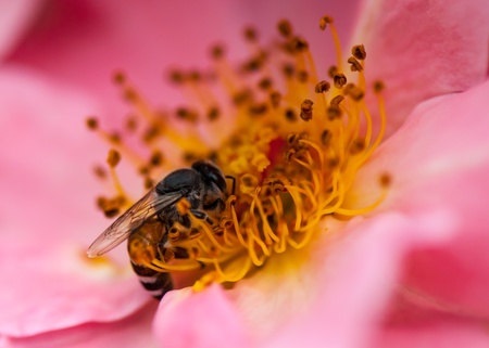 A bee busy drinking nectar from the flower