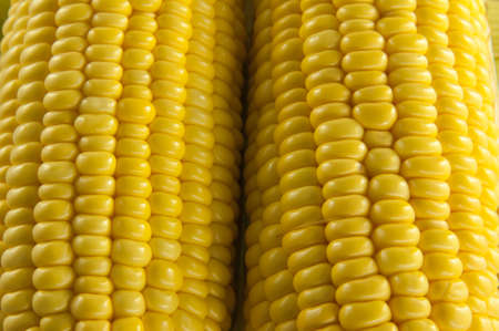 closeup Fresh an ear of corn