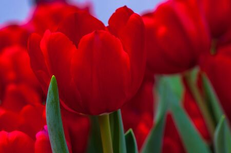 close-up Colorful red tulipsの写真素材