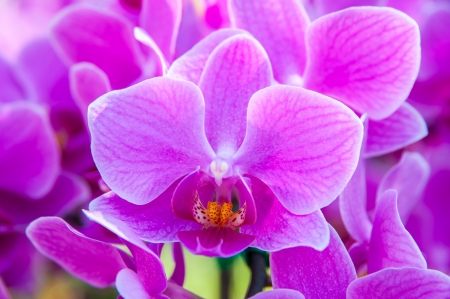 Pink Phalaenopsis orchids , Genus hybrid has two Formosae Vandaenopsisの写真素材