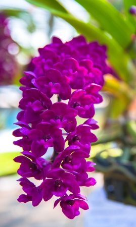 Rhynchostylis gigantea var red orchids , Genus is Rhynchostylisの写真素材