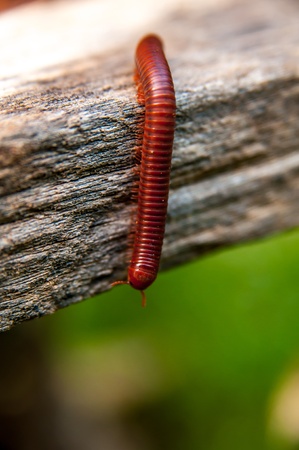 close up of the millipede walkking on wood