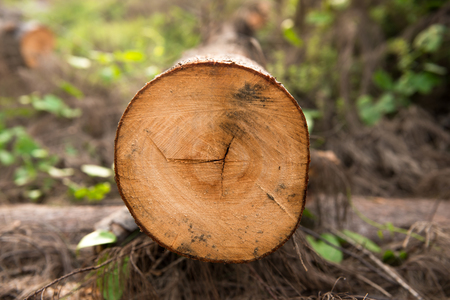 cutting died of pine treeの写真素材