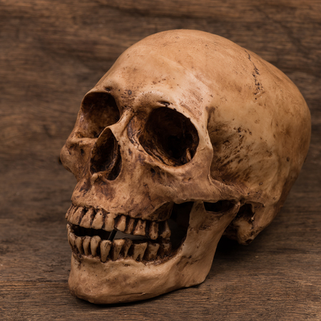 Human skull on wood backgroundの写真素材