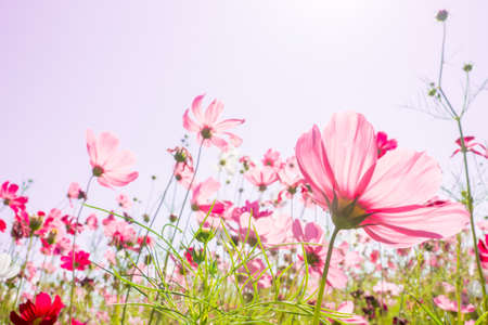Cosmos flowers in blooming gardenの写真素材