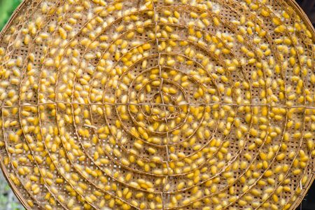Yellow silkworm cocoon shell through the Silk Route