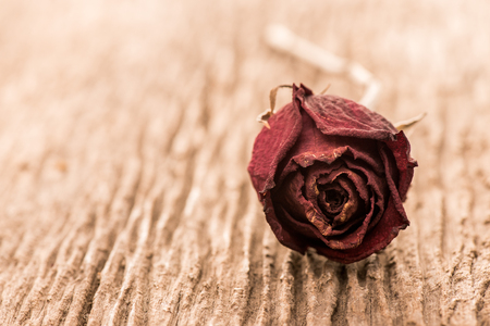 Dry bud of a red rose flower on wood backgroundの写真素材