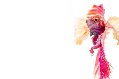 Half Moon Dampo Betta fish, Capture the moving moment of siamese fighting fish on white backgroundの写真素材