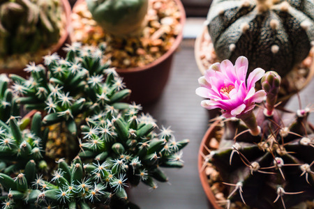Beautiful blooming wild cactus flower in marketの写真素材