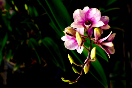 orchid flower blooms in summerの写真素材