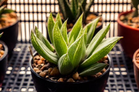 cactus in marketの写真素材