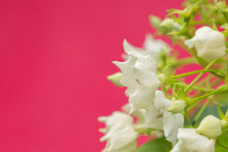 Vallaris glabra on pink backgroundの写真素材