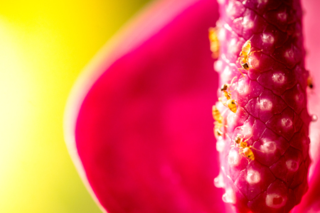 close up Anthurium flower with ant , macroの写真素材