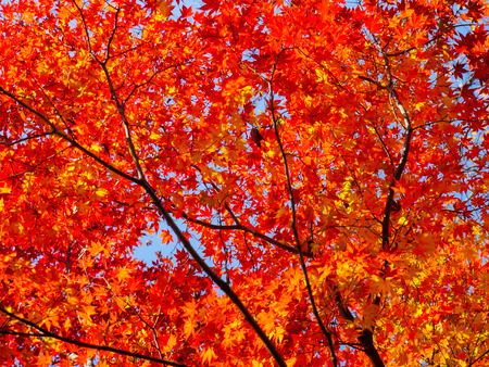 red maple leaves in autumn in the parkの写真素材