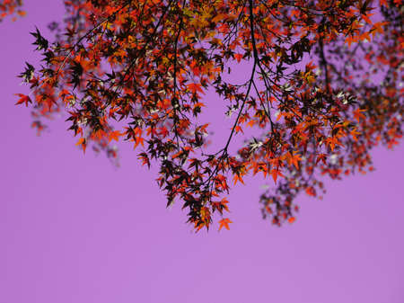 red maple leaves in autumn in the park