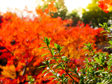 red maple leaves in autumn in the parkの写真素材