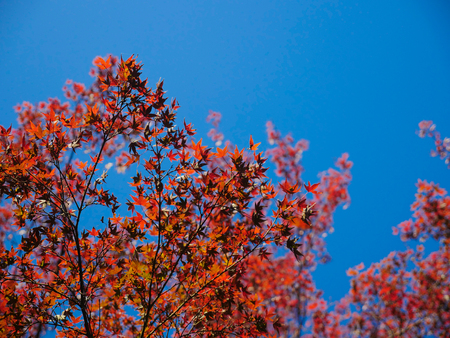 red maple leaves in autumn in the park
