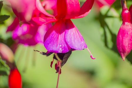 Bumble beeの写真素材