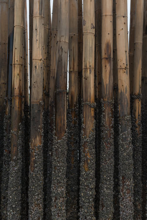 strong bamboo protect sand from sea waveの写真素材