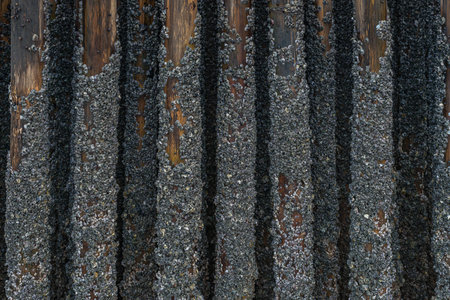 strong bamboo protect sand from sea waveの写真素材