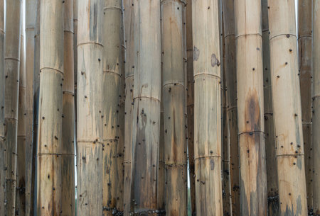 strong bamboo protect sand from sea waveの写真素材