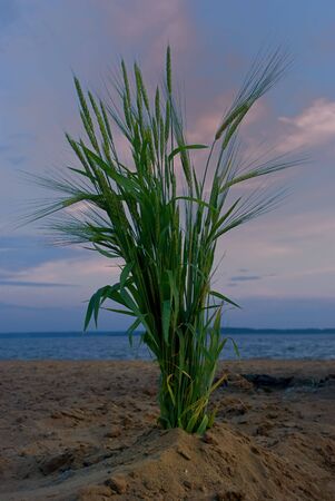 Bunch of wheat in send of sea coastの写真素材