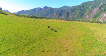 Aerial UHD 4K mid-air flight over wild horses herd on meadow. Fly over spring mountains wild nature. Beautiful animals at summer rural green grass farm. Freedom ecology concept.の写真素材