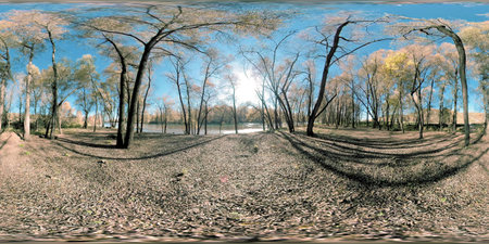 360 VR Yellow forest in a mountain field full of young birch trees and leaves on the ground. Gentle...