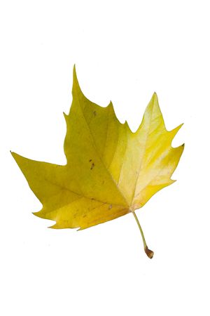 Leafの写真素材