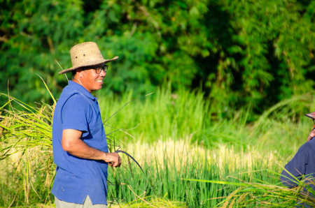 The culture life of farmer live with nature in Asia.のeditorial素材