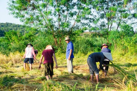 The culture life of farmer live with nature in Asia.のeditorial素材