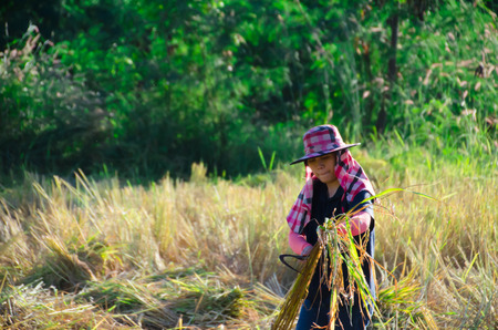 The culture life of farmer live with nature in Asia.のeditorial素材