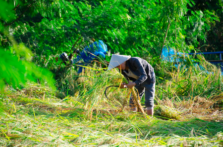 The culture life of farmer live with nature in Asia.のeditorial素材