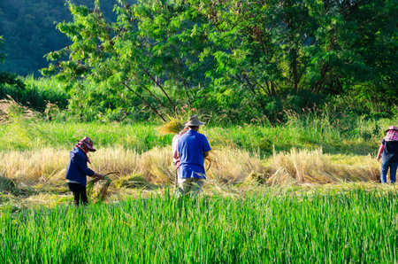 The culture life of farmer live with nature in Asia.のeditorial素材