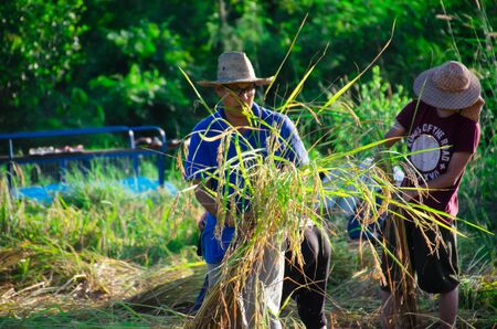 The culture life of farmer live with nature in Asia.のeditorial素材