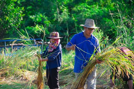 The culture life of farmer live with nature in Asia.のeditorial素材