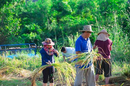 The culture life of farmer live with nature in Asia.のeditorial素材