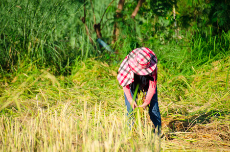 The culture life of farmer live with nature in Asia.のeditorial素材