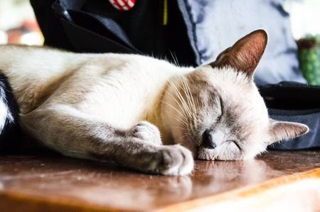 The catの写真素材