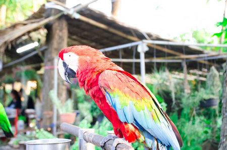 The Magic Bird,Green,Wood,Happy Time,Luck go lucky,Make The Magic Happen,Hello Worlds,Magic Worldsの写真素材