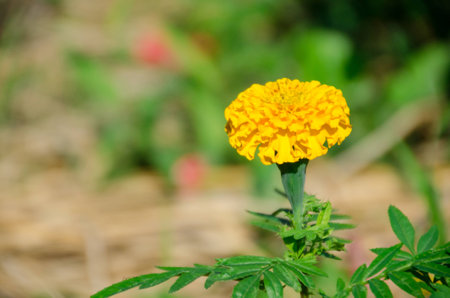 The Super peak of marigold under sky light.の写真素材