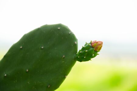 The Flower of cactus species that girls love it headlong.の写真素材