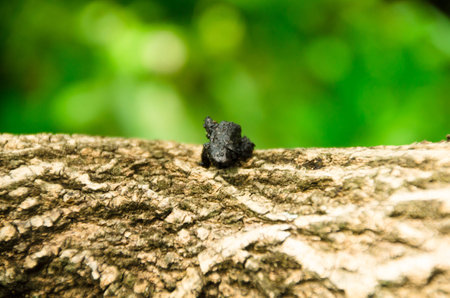 The ecosystem (Ecosystem) is a structural relation between organism with the surroundings where these creatures live.の写真素材