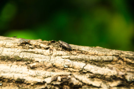 The ecosystem (Ecosystem) is a structural relation between organism with the surroundings where these creatures live.の写真素材